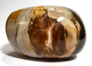 Fossilised Wood Pebble