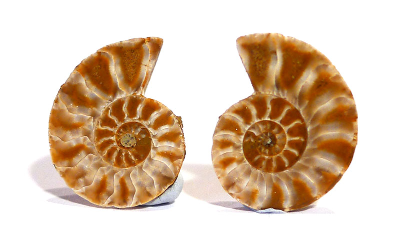 Ammonite, sliced and polished