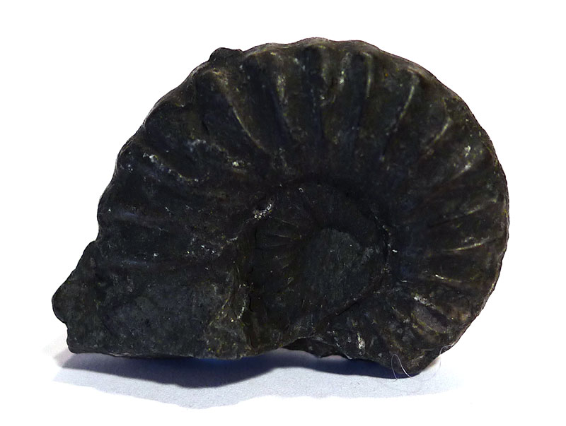 Black Ammonite