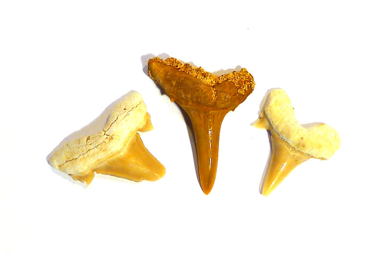 Fossil Shark's Tooth