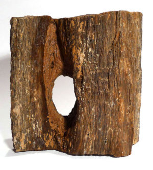 Fossilised Wood